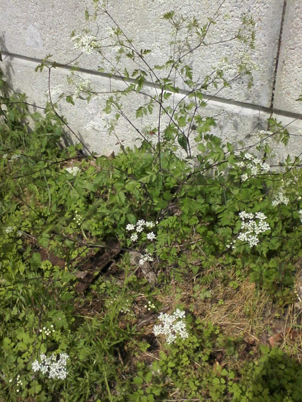 CICUTA????